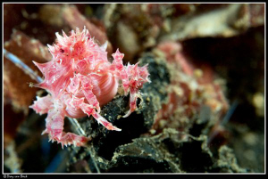 soft coral spider crab by Dray Van Beeck 